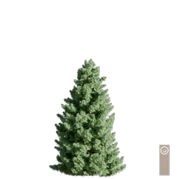 Japanese Umbrella Pine 002 256